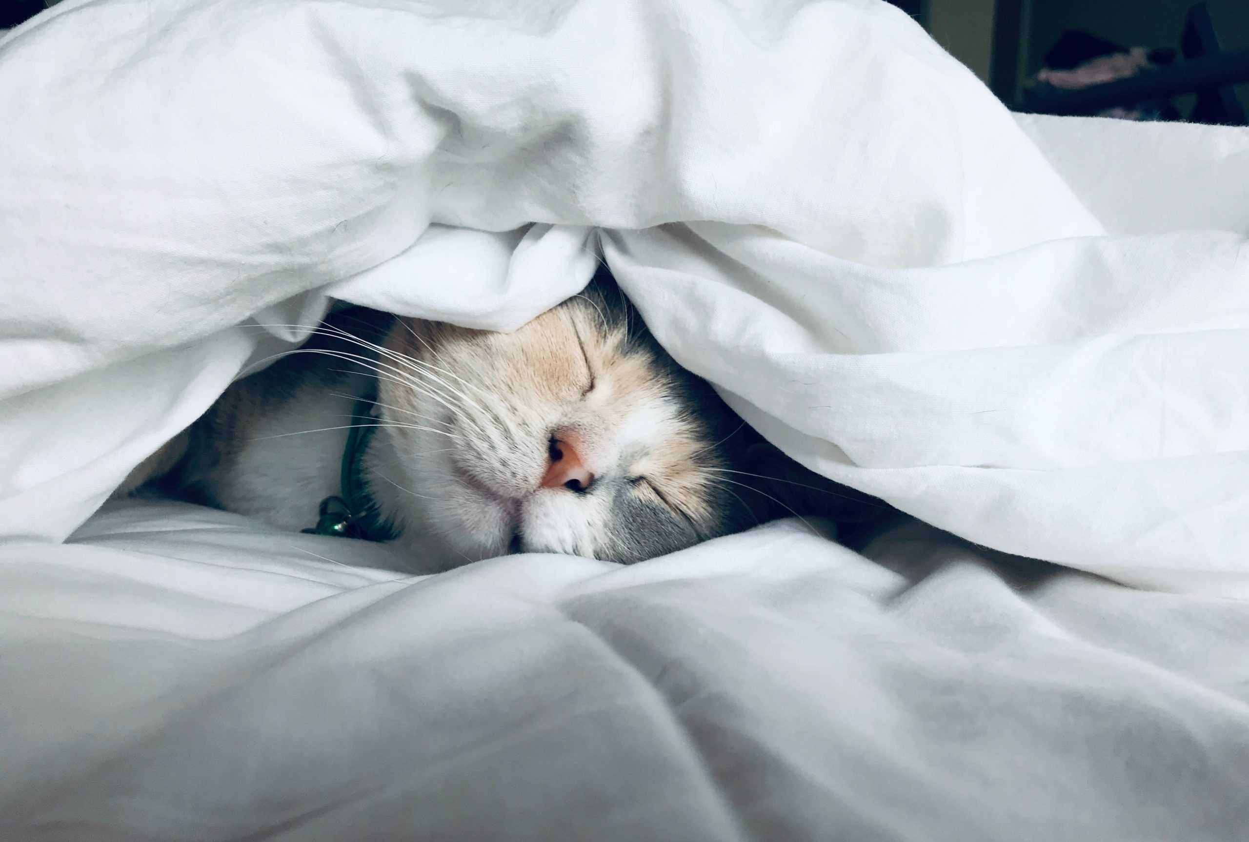 猫が白い布団で寝ている